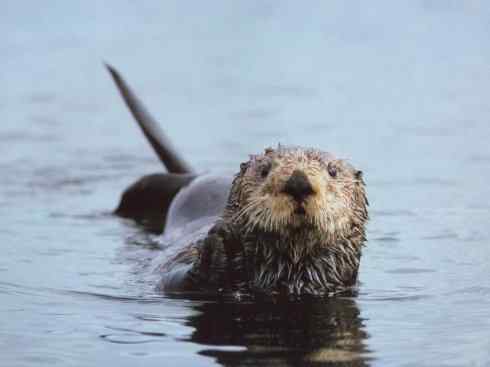 独角兽：传说的兽原型探秘（独角鲸）