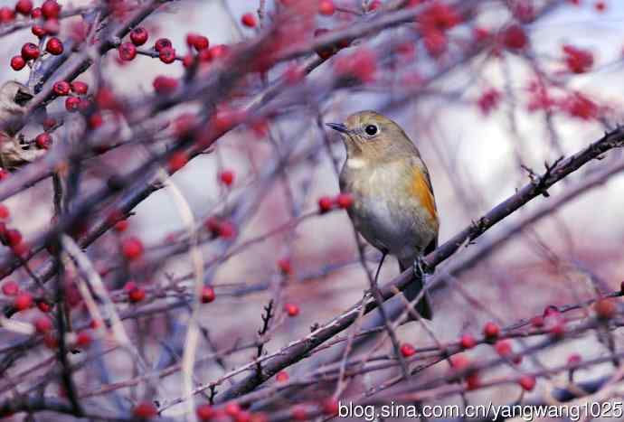 雌性红胁蓝尾鸲（37）
