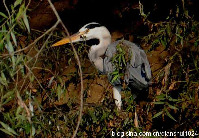 一只漂亮的苍鹭(稻香湖)