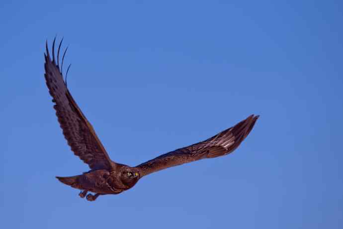 蓝天鵟影（摄于达里湖）