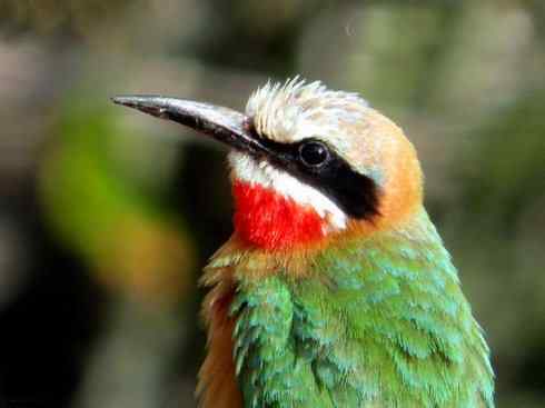 绝色攀禽：佛法僧目之蜂虎4