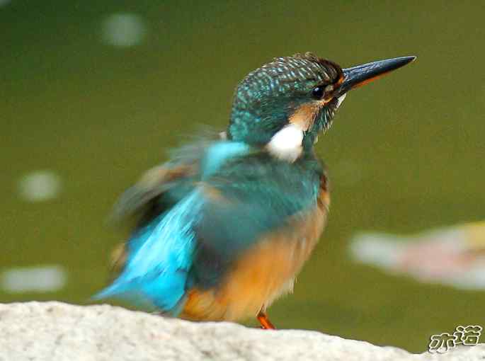 圆明园&nbsp;wbr路&nbsp;wbr小翠乖乖