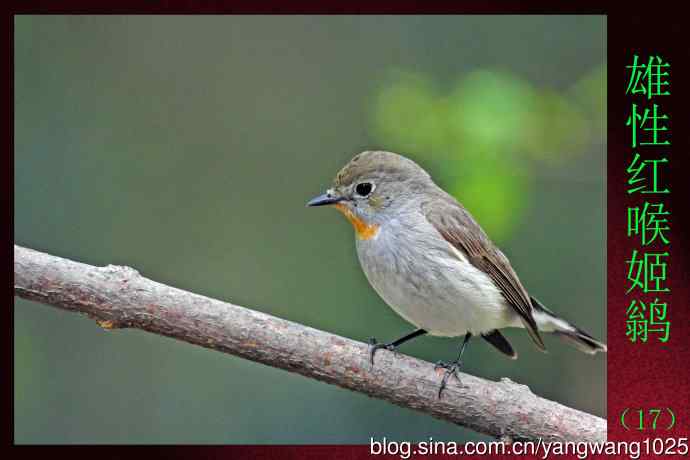 雄性红喉姬鹟（17）