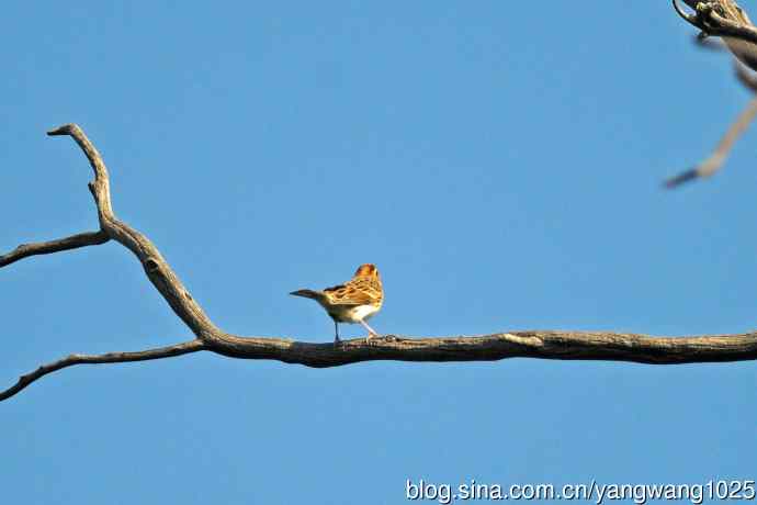 杂片（雌性红喉歌鸲与小鹀）