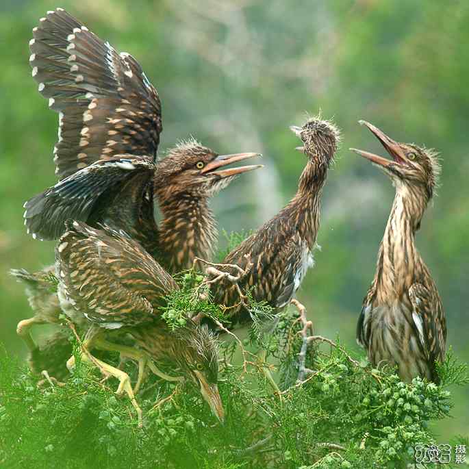 小白鹭与小夜鹭 小白鹭与小夜鹭