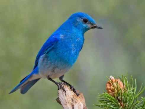 美丽无罪:雀鸟之红尾鸲 美丽无罪:雀鸟之红尾鸲