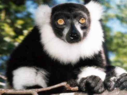 动物世界：山寨还是原创之七