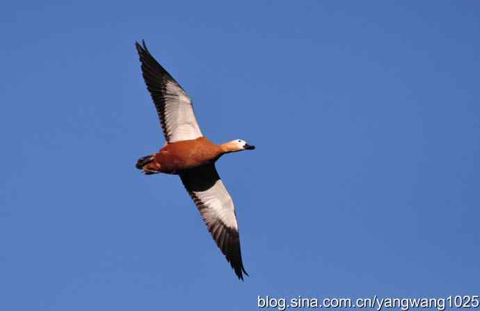 飞 wbr(赤麻鸭) wbr1 飞 wbr(赤麻鸭) wbr1