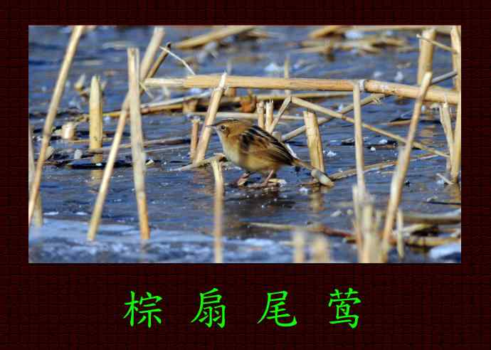 北京奥森公园的鸟类——棕扇尾莺