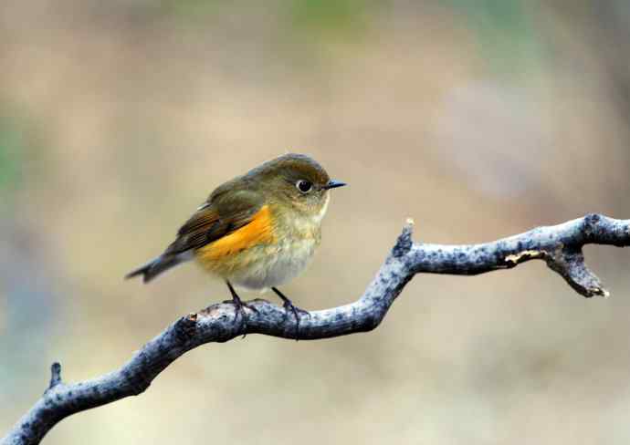 雌性红胁蓝尾鸲（11）