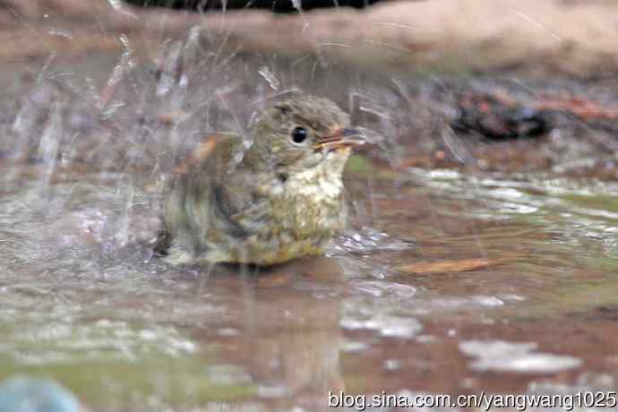 雌性白眉姬鹟（18）