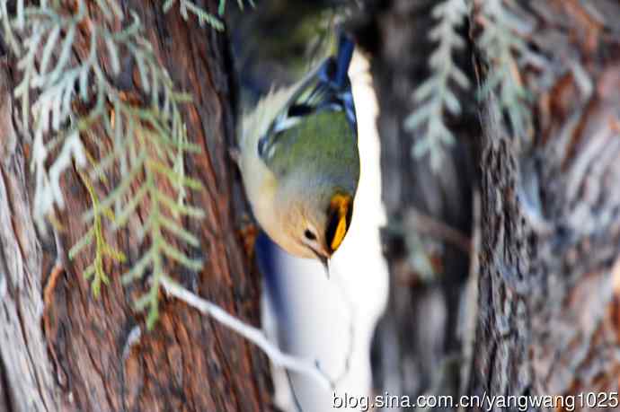 戴菊鸟(12) 戴菊鸟(12)