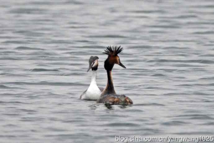 蜜月中的凤头