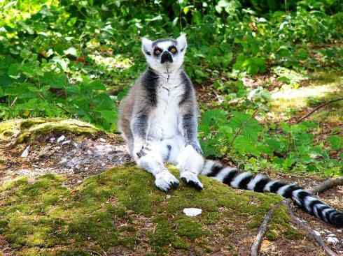 动物世界：山寨还是原创之十五