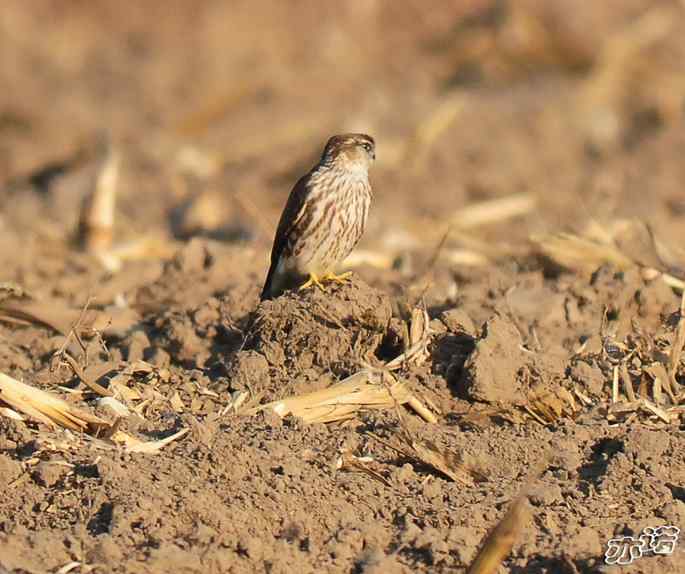 官厅水库&nbsp;wbr路&nbsp;wbr四种猛禽