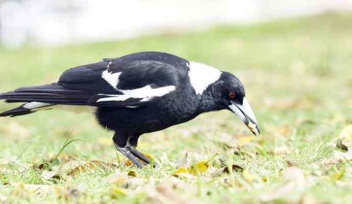 澳洲拍鸟鈥斺斂诩即笸鹾诒持尤