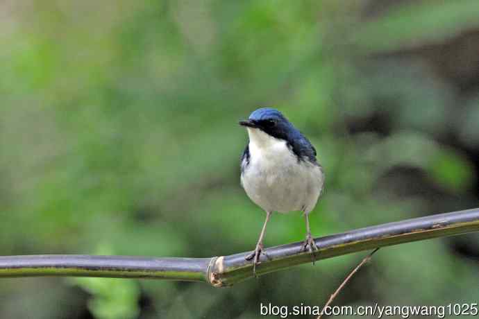 北京天坛公园的鸟类——雄性蓝歌鸲（17）