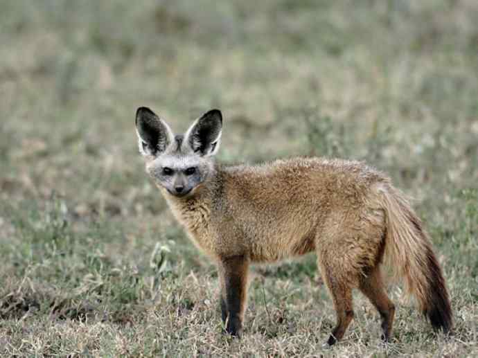 犬科：狐亚科之大耳狐