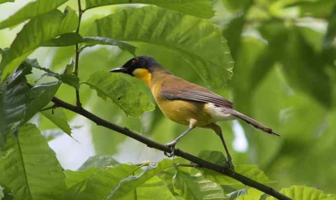 婺源观鸟行之石门黄喉噪鹛篇