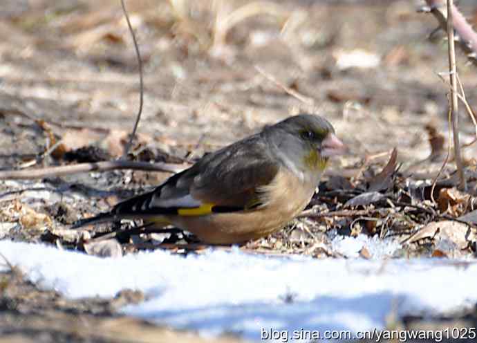 它的名字叫金翅