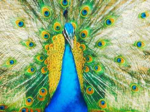 凤凰：传说中的鸟原型探秘（孔雀）