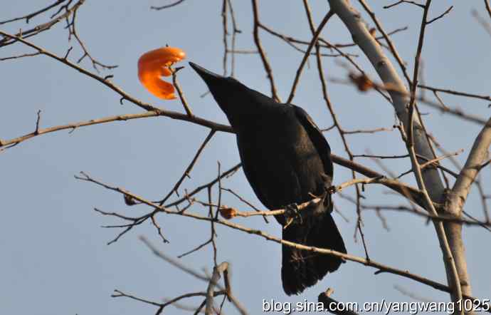 北京动物园的鸟类——谁爱吃柿子？（乌鸦）