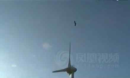 【视频】那些被风车腰斩的鸟类……