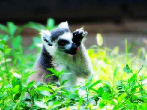 动物世界：山寨还是原创之十五