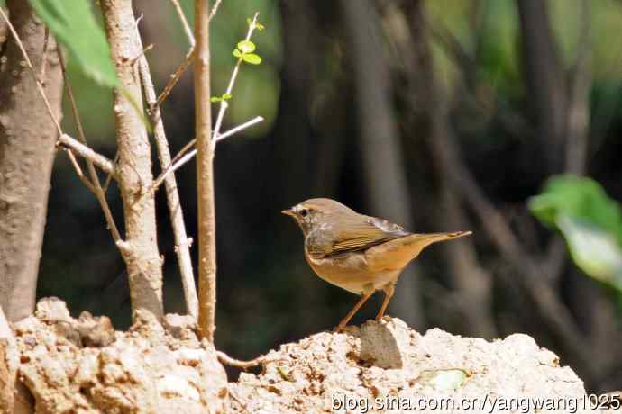 褐柳莺(7) 褐柳莺(7)