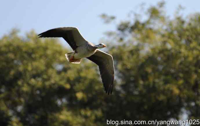 飞 wbr(斑头雁) wbr2 飞 wbr(斑头雁) wbr2