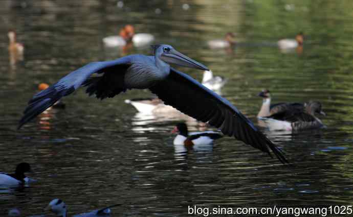 再拍鹈鹕 wbr wbr12