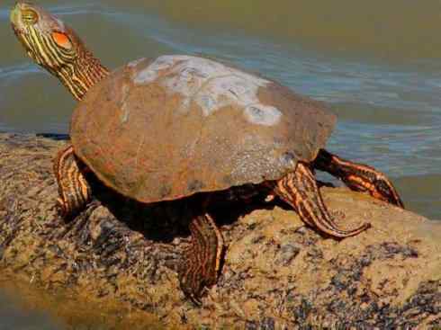 玄武：传说的兽原型探秘（水龟）