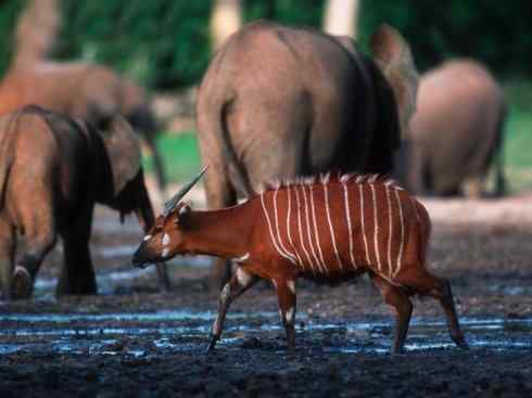 麒麟：传说的兽原型探秘（紫羚）