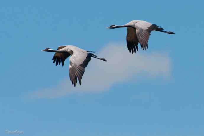 鹤舞秋风劲 蓝天浮云长