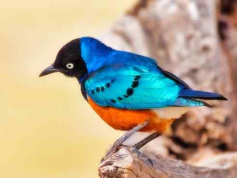 美丽无罪：雀鸟之辉椋鸟