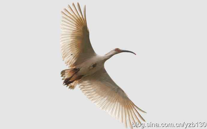 国之瑰宝，鸟类珍品鈥斺斨禧q（组图）