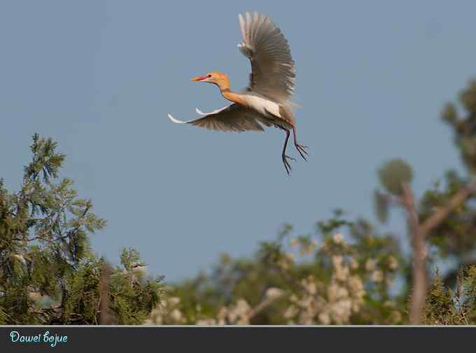夕阳下的牛背鹭