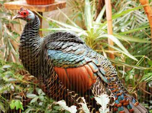 奇特的盔：眼斑吐绶鸡