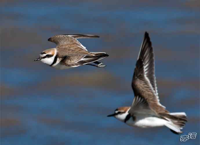 官厅水库&nbsp;wbr路&nbsp;wbr环颈鸻