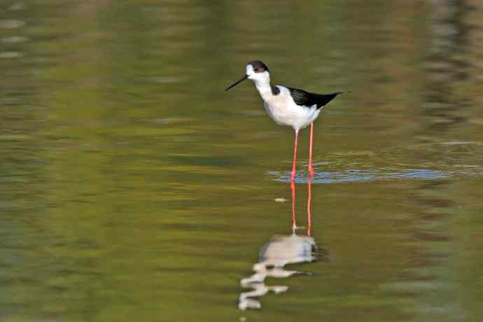 黑翅长脚鹬（3）