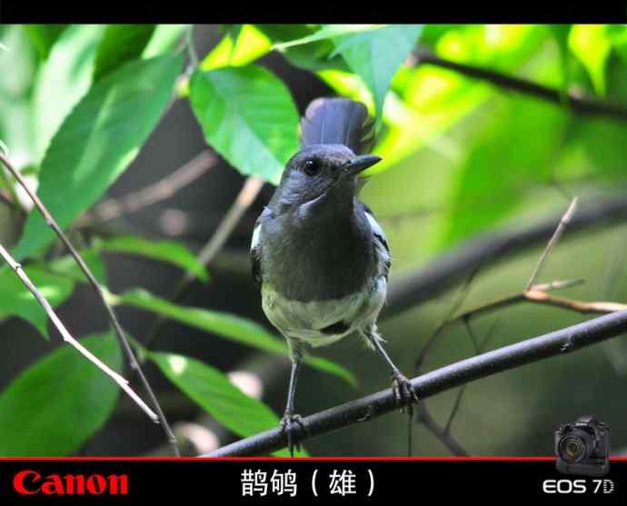 神奇的小池塘 神奇的小池塘