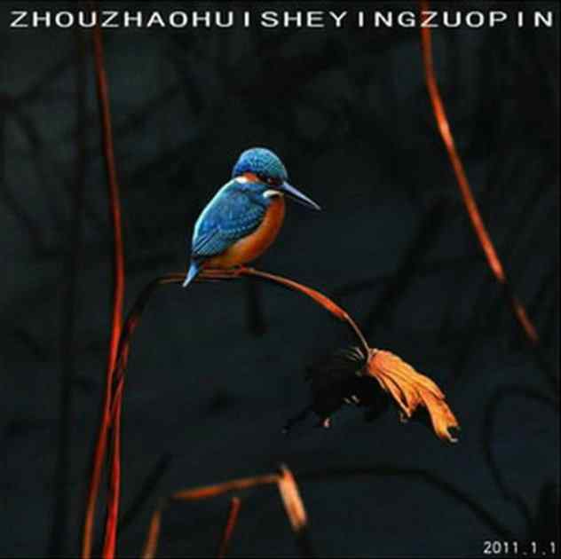 周朝晖先生为海君拍的鸟儿作画