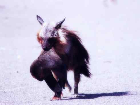 狈：传说的兽原型探秘（鬣狗）