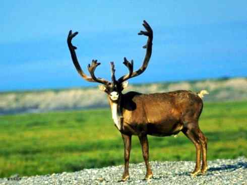 麒麟：传说的兽原型探秘（梅花鹿）