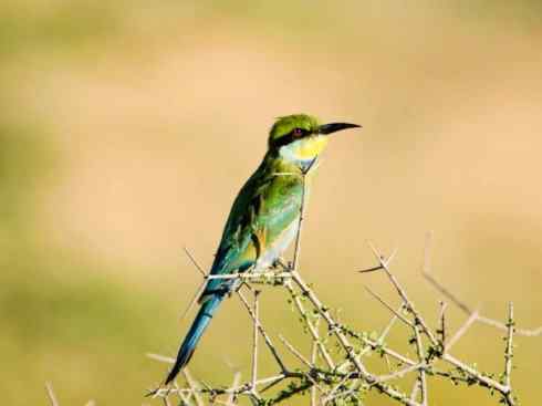 绝色攀禽：佛法僧目之蜂虎2