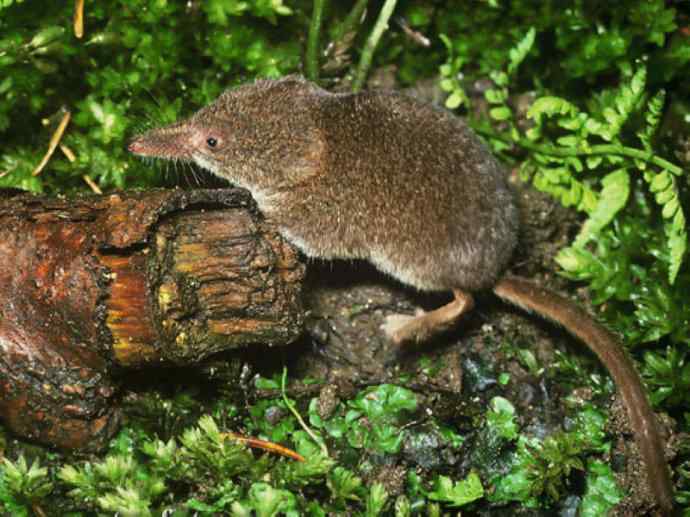 盘点十二大著名食蚁动物:食蚁兽 盘点十二大著名食蚁动物:食蚁兽