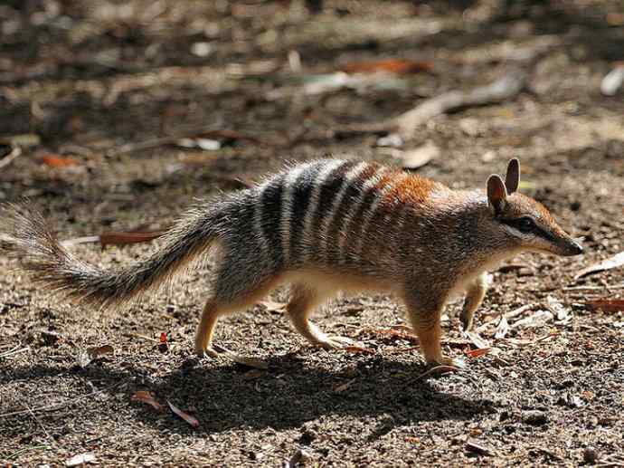 盘点十二大著名食蚁动物：袋食蚁兽