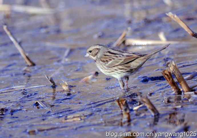 雌性灰头鹀(4) 雌性灰头鹀(4)