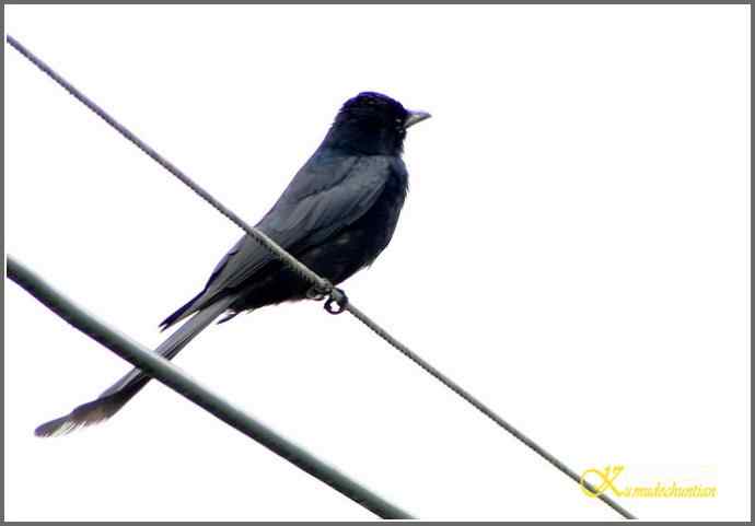 雨天拍鸟的惊喜【照片】