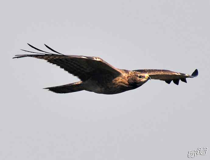 北京西山&nbsp;wbr路&nbsp;wbr黑耳鸢